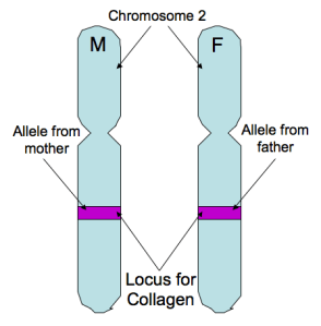 Chromosome 2. Allele pairing for collagen