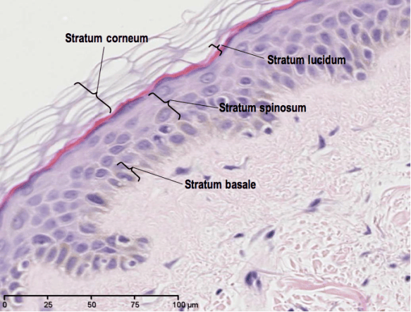 Layers Of Skin Histology 2 Skin Histology With Garland At