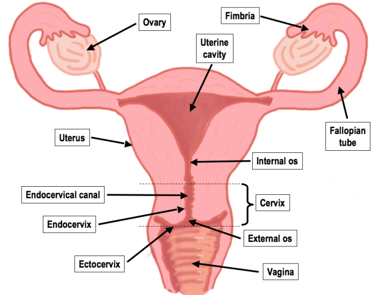 An image showing an annotated diagram of the female reproductive system