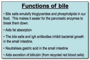 Functions of bile
