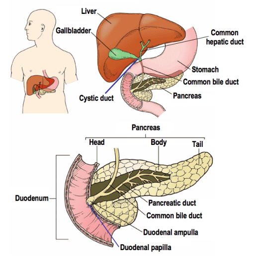 Anatomical location of the gallbladder [image credit: wikicommons]