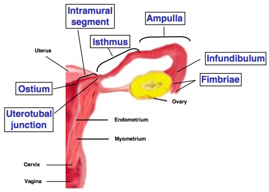 Image showing Fallopian Tube Anatomy