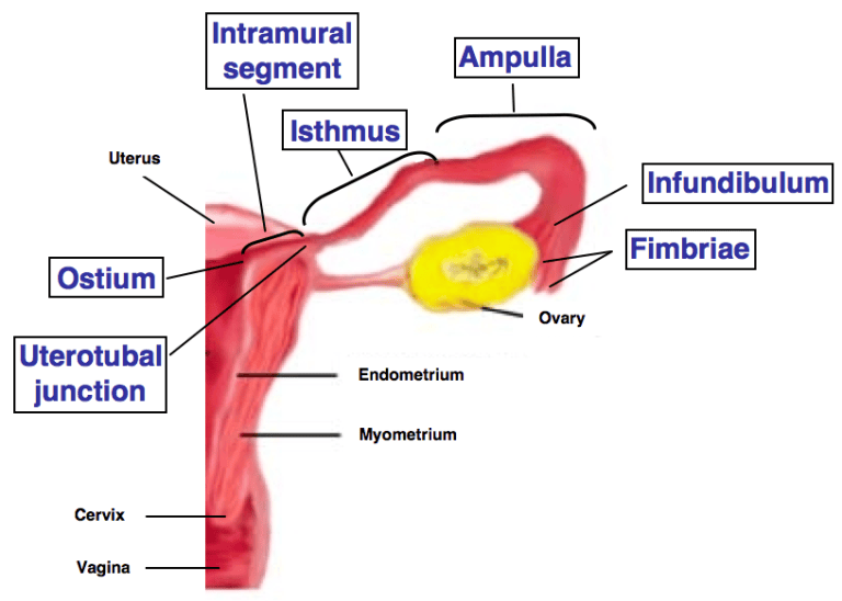 HistoQuarterly: FALLOPIAN TUBE | Histology Blog