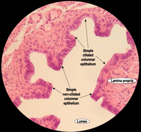 An image showing a high power Haematoxylin & Eosin stained section of simple columnar epithelium (ciliated and non-ciliated) in the human fallopian tube.