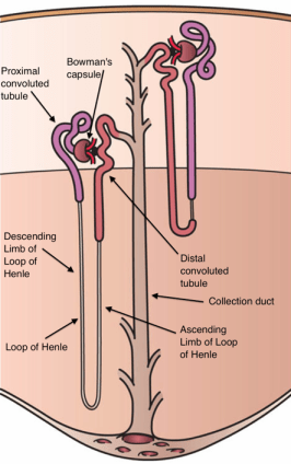 An image showing a nephron