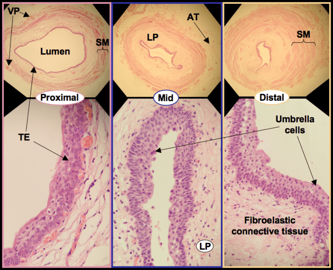 An image showing the ureter