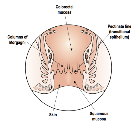 The anal canal (Image adapted from wikicommons)