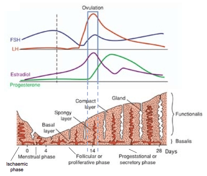 Hormone levels and the cycle of endometrial lining. FSH = Follicle Stimulating Hormone. LH = Luteinising Hormone. Click image for source.