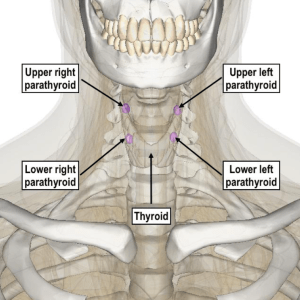 Most common locations for our four parathyroid glands Click Image for source.